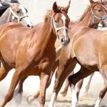 “100 milyon TL’lik tay kayıp” denilmişti… TİGEM’den açıklama geldi!