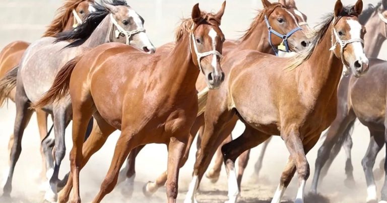 “100 milyon TL’lik tay kayıp” denilmişti… TİGEM’den açıklama geldi!