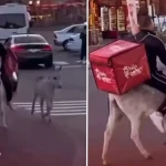 Kemalpaşa’da Ezber Bozan Kurye: Ehliyeti Gidince “Beygir Gücüne” Geçti!