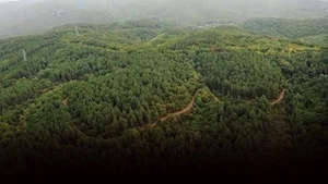 Menemen’de Doğa Kazandı: 40 Hektarlık Ormana Maden Engeli!