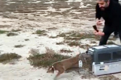 Saz Kedisi İçin Umut Dolu Kurtarma ve Doğaya Dönüş Hikayesi: İzmir’de Başarılı Rehabilitasyon