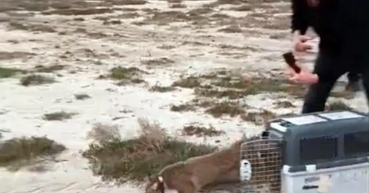 Saz Kedisi İçin Umut Dolu Kurtarma ve Doğaya Dönüş Hikayesi: İzmir’de Başarılı Rehabilitasyon