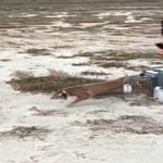 Saz Kedisi İzmir Doğal Yaşam Parkı’nda Yaşama Tutunuyor: Yoğun Tedavinin Ardından Doğaya Dönüş