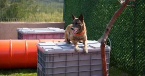 Afet Zamanında Burun İzinde Umut: Royal Canin ve Arama Kurtarma Köpekleri İçin Öncü İş Birliği