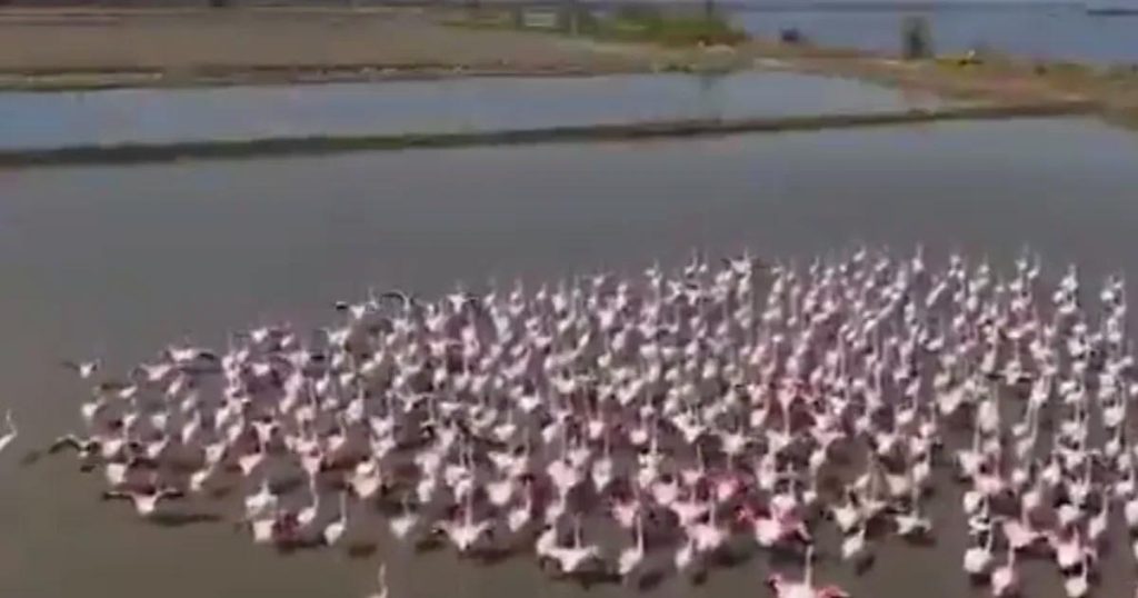 Aydın’da Sel ve Dayanışma: Flamingolar İçin Büyük Destek ve Doğayı Korumaya Yönelik Kapsamlı Yardım