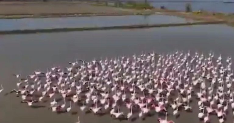 Aydın’da Sel ve Dayanışma: Flamingolar İçin Büyük Destek ve Doğayı Korumaya Yönelik Kapsamlı Yardım