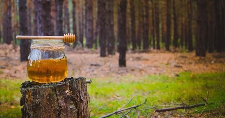 Çam Balında Yeni Dönem Başlıyor: Bilimsel Atılımla Türkiye, Dünya Pazarında Premium Balın Öncüsü Olmaya Hazırlanıyor