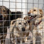 Can Dostlarımız İçin Dayanışma Rüzgârı: Binlerce Ürünle Barınağa Umut Dolu Destek