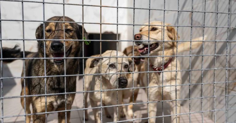 Can Dostlarımız İçin Dayanışma Rüzgârı: Binlerce Ürünle Barınağa Umut Dolu Destek