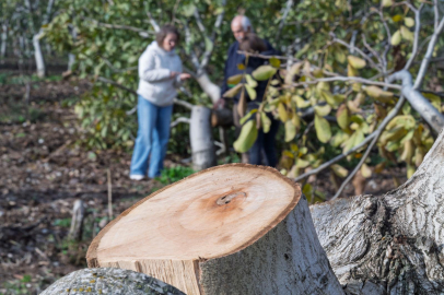 Ceviz Ağaçları İçin Yeniden Umut: Kahya Ailesinin Bahçesinde Diriliş