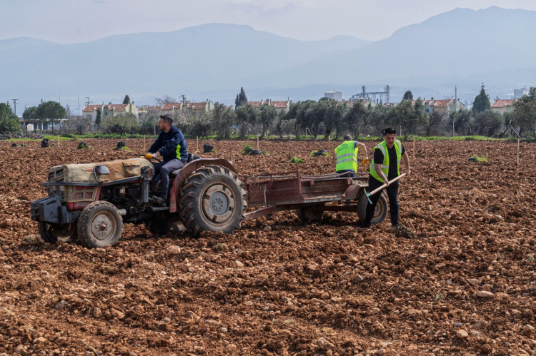 Ceviz Ağaçları İçin Yeniden Umut: Kahya Ailesinin Bahçesinde Diriliş