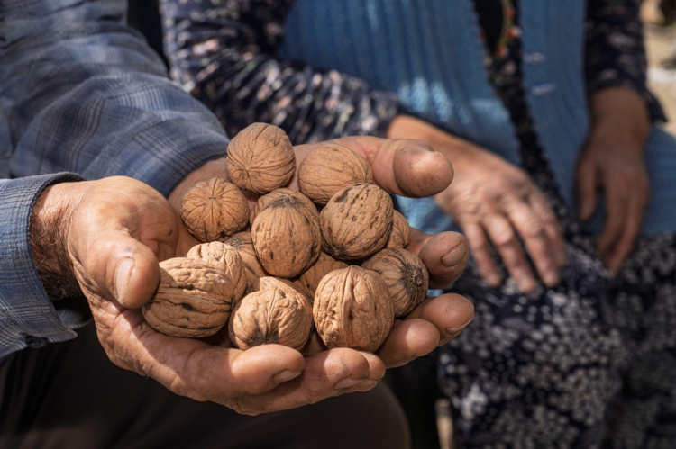 Ceviz Ağaçları İçin Yeniden Umut: Kahya Ailesinin Bahçesinde Diriliş