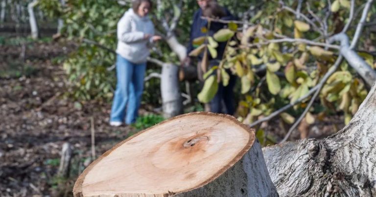 Ceviz Ağaçları İçin Yeniden Umut: Kahya Ailesinin Bahçesinde Diriliş