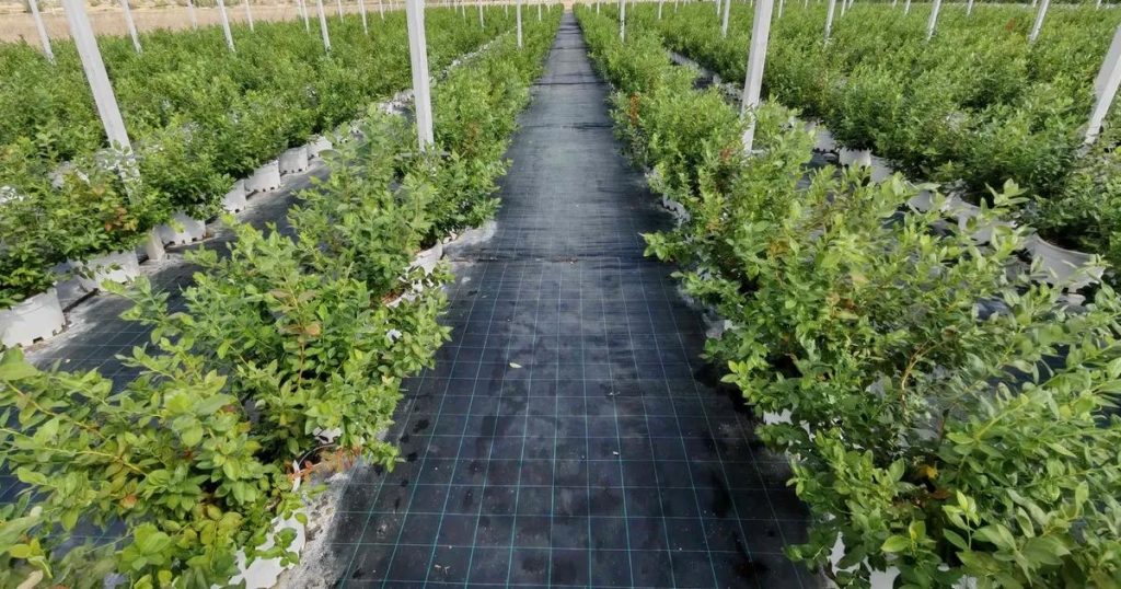 Geleceğe Dönüştüren Tarım ve Teknoloji Yolculuğu: Bluefarm ile Türkiye’yi Yaban mersininde Öncü Yapmak