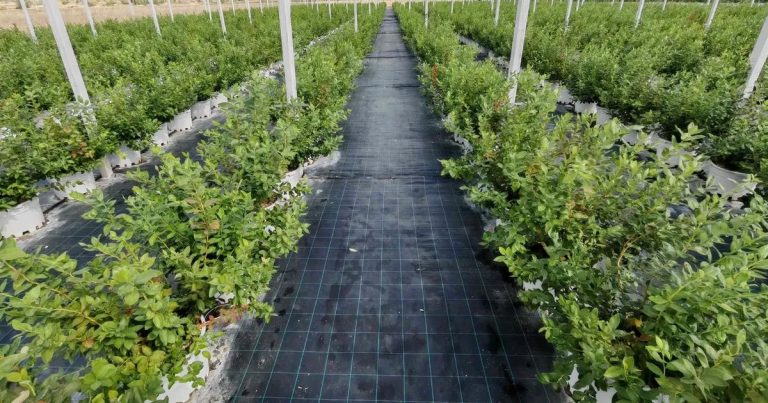 Geleceğe Dönüştüren Tarım ve Teknoloji Yolculuğu: Bluefarm ile Türkiye’yi Yaban mersininde Öncü Yapmak