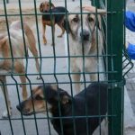 Karşıyaka Latife Hanım’da 98 Bin Metrekarelik Doğal Yaşam Alanı İçin Büyük İş Birliği