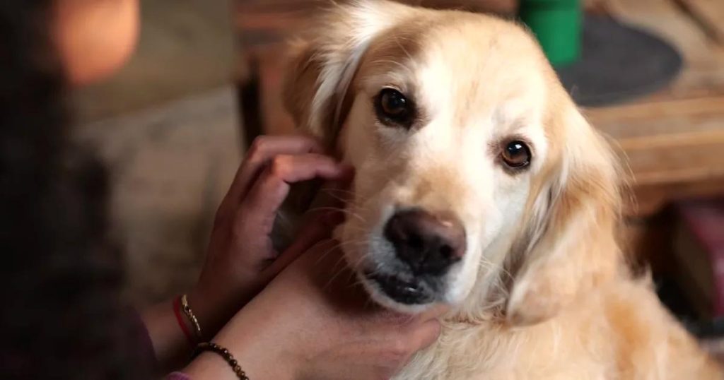 Küçük Sevgi Adımlarıyla Büyük Koruma: Parazitlere Karşı Her Zaman Hazır Olun