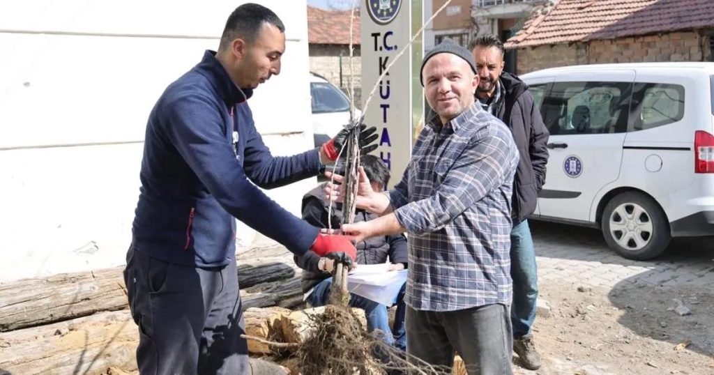 Kütahya’nın Kirazları Yine Canlanıyor: Fidan Dağıtımıyla Yerel Üretim Destekleniyor