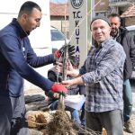Kütahya’nın Kirazları Yine Canlanıyor: Fidan Dağıtımıyla Yerel Üretim Destekleniyor