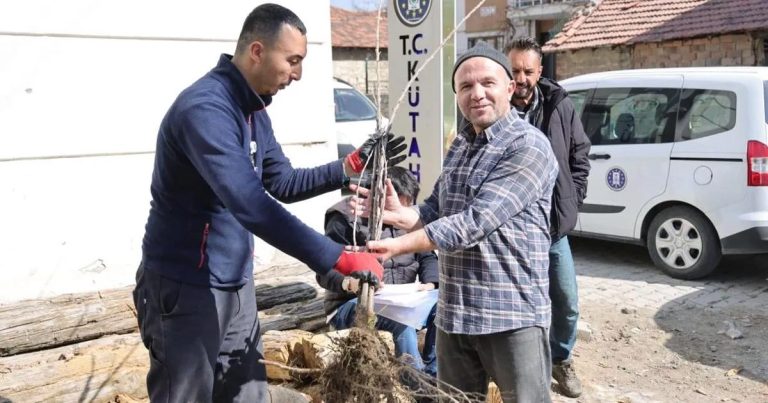 Kütahya’nın Kirazları Yine Canlanıyor: Fidan Dağıtımıyla Yerel Üretim Destekleniyor