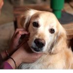 Parazitlerden Korunmanın Küçük Sevgi Adımlarıyla Devleşen Gücü: Dünya Parazit Farkındalık Günü’nde Her Evcil Dost İçin Yaşamı Değiştiren Önlemler