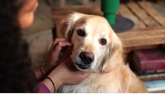 Parazitlerden Korunmanın Küçük Sevgi Adımlarıyla Devleşen Gücü: Dünya Parazit Farkındalık Günü’nde Her Evcil Dost İçin Yaşamı Değiştiren Önlemler