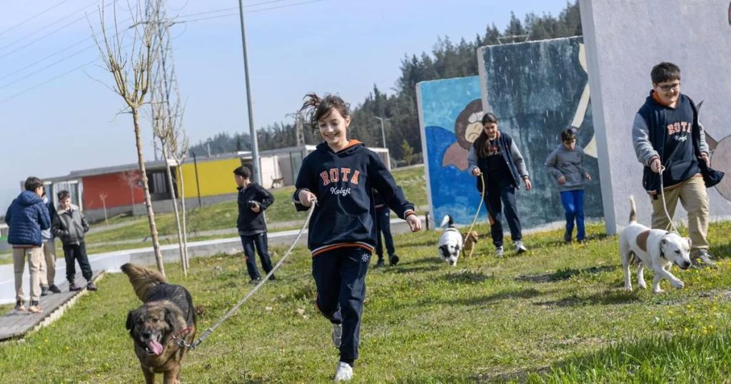 Sahiplendirme İçin Umut Işığı: İzmir’de Barınaktaki Dostlarımız Yeni Evlerini Arıyor