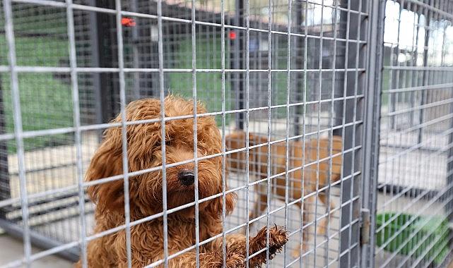 Sessiz Dostların Parlak Yaşamı: Buca Sokak Hayvanları İçin 24 Saatlik Şefkat ve Hijyenle Yolculuk