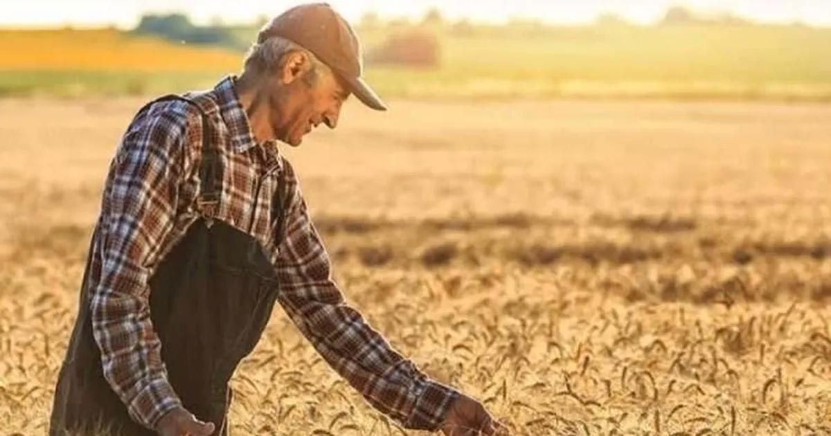 Tarımda Ücretler Şoku: 2025 İş Gücü Maliyetleri Gözler Önüne Seriliyor – Mevsimlikten Sürekliye Kadar Finansal Dinamikler Derinlemesine İnceleniyor