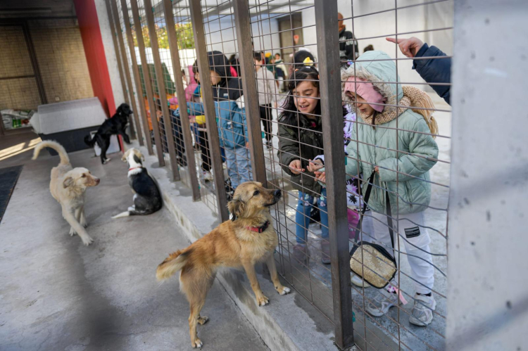Tek Sağlık, Tek Ağızdan İzmir: Hayvan Refahı İçin Büyükşehir’in Yenilikçi Adımları