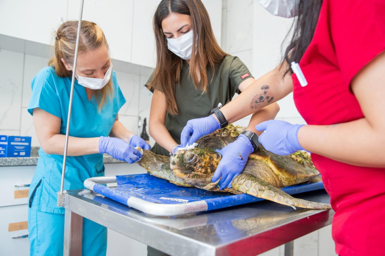 Tek Sağlık, Tek Ağızdan İzmir: Hayvan Refahı İçin Büyükşehir’in Yenilikçi Adımları