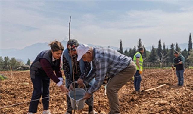 Yeşeren Umut: 70 Yaşındaki Kahya’nın Bahçesi Yeniden Cevizlerle Doldu, Zavallı Ağaçlar İçin Büyük Şehir Desteğiyle Geri Döndü