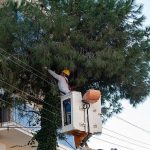 yeşilin gücüyle cadde ve mahalleler yeniden canlanıyor: Karşıyaka budama seferberliğiyle güvenli ve sağlıklı bir bahara merhaba