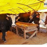 Bağlum Karşıyaka’da Kurbanlık İçin Başvuru Zamanı ve Çadır Seçimi Şeffaf Kura ile Belirlenecek