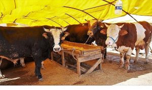 Bağlum Karşıyaka’da Kurbanlık İçin Başvuru Zamanı ve Çadır Seçimi Şeffaf Kura ile Belirlenecek