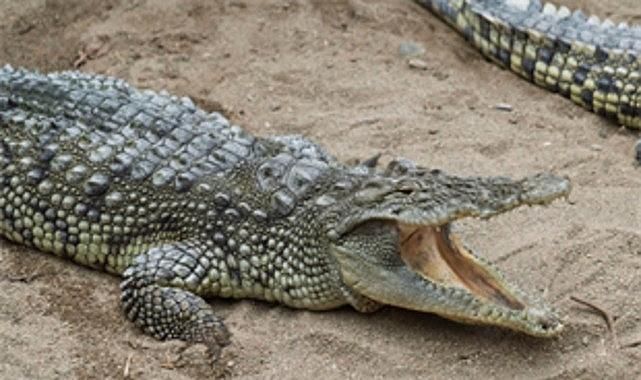 Bir Parkta Büyüyen Bayram Coşkusu: Çocukların Güneşi İzmir’de Doğal Yaşam Parkı ile Yükseliyor