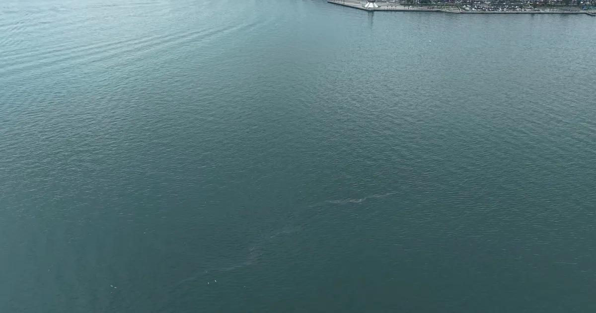 Çevre Alarmı: İzmir Körfezi’ne Yönelik Sistematik Kirlilik Tehditine Denizden Gelen Sesler ve Acil Eylem Çağrısı