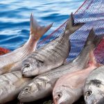 Egeli Balıkçıların İhracat Zaferi: Levrek ve Çipura Başarıdan Başka Bir Şey Değil, Türkiye Sularında Rekorlar Kırılıyor