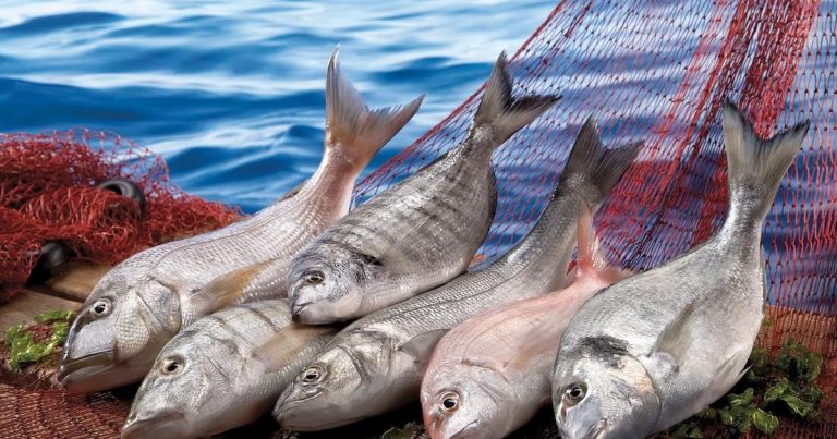 Egeli Balıkçıların İhracat Zaferi: Levrek ve Çipura Başarıdan Başka Bir Şey Değil, Türkiye Sularında Rekorlar Kırılıyor