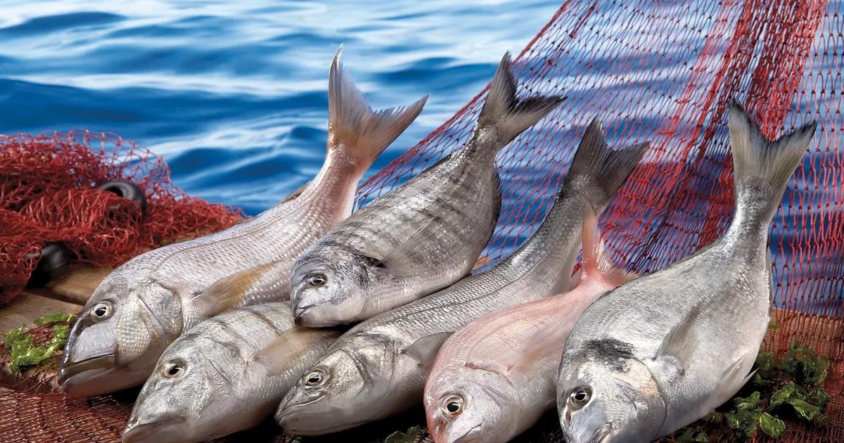 Egeli Balıkçıların İhracat Zaferi: Levrek ve Çipura Başarıdan Başka Bir Şey Değil, Türkiye Sularında Rekorlar Kırılıyor