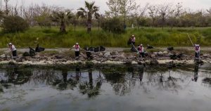 Gediz Körfezi’ni Sarmalayan Deniz Marulu Krizi: Kirlilik ve Etkileri Arsında Kapsamlı Bir İzleme
