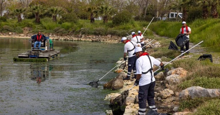 Gölgesiz Suların Kahramanları: İzmir Körfezi’nde Deniz Marullarıyla Mücadelede Sürdürülebilir ve Şeffaf Bir Gelecek