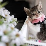 Gönüllü Ellerde Hayata Dönen Zero: Sokak Kedisi İçin Başlatılan Şefkat Zinciri ve Mucizevi Tedavi Hikâyesi