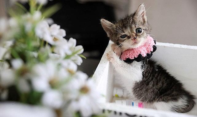 Gönüllü Ellerde Hayata Dönen Zero: Sokak Kedisi İçin Başlatılan Şefkat Zinciri ve Mucizevi Tedavi Hikâyesi