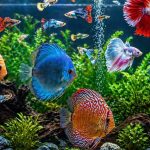 Güçlü Adımlar: Türkiye’de Akvaryum ve Süs Balıkları Yetiştiriciliğinde İlk Başarıya Ulaşın