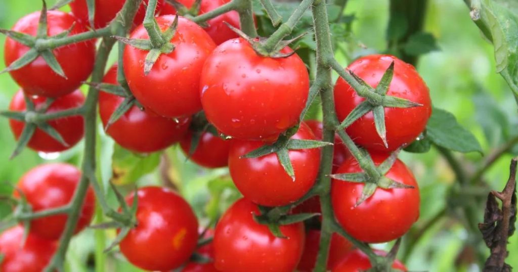 İhracat Rüzgârları: Türkiye’nin Yaş Meyve-Sebze Zenginliği ve 2026 İlk Çeyrekte Elde Edilen Dikkat Çekici Artış