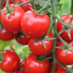 İhracat Rüzgârları: Türkiye’nin Yaş Meyve-Sebze Zenginliği ve 2026 İlk Çeyrekte Elde Edilen Dikkat Çekici Artış