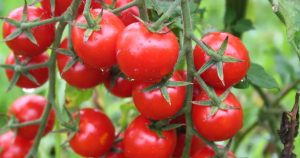 İhracat Rüzgârları: Türkiye’nin Yaş Meyve-Sebze Zenginliği ve 2026 İlk Çeyrekte Elde Edilen Dikkat Çekici Artış