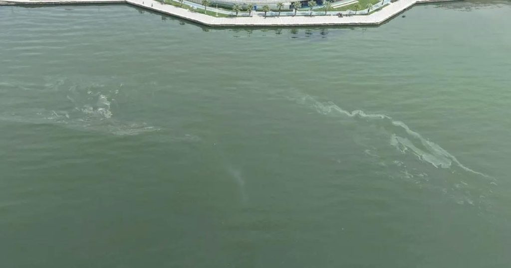 İzmir Körfezi’nde Kirlilik Alarmı: Denetimler Ardı Ardı Sürerken Denizlerimiz İçin Harekete Geçin