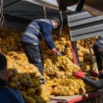 İzmir’in Dayanışma Hamlesi: Üretici ve Aileler İçin 300 Ton Patatesle Sosyal Destek Güçleniyor